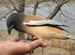 Bird in Ranthambhore