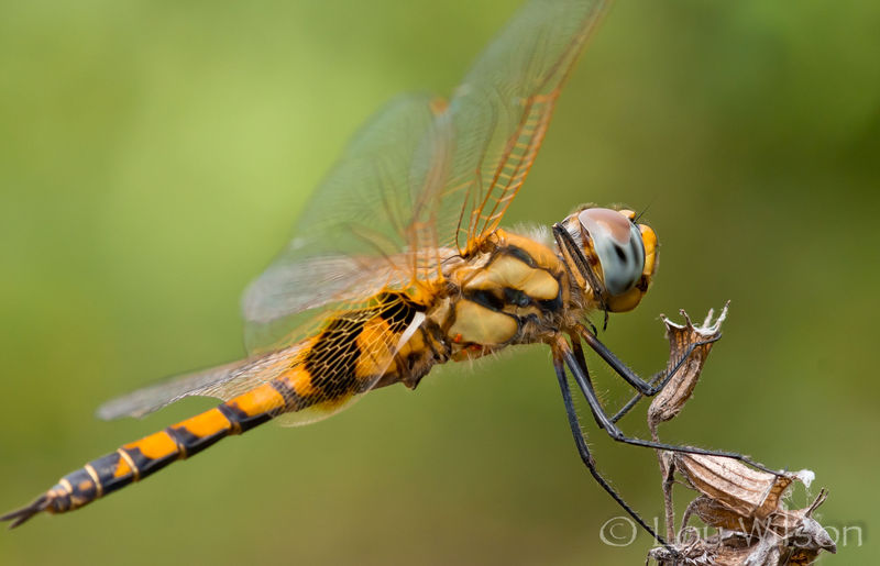 Macro Dragonfly - In