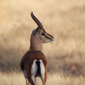 Chinkara: Chinkara Chinkara: Chinkara