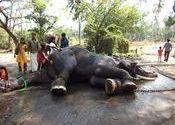 washing the elephant, Guruvayur elephant sanctuary by zamba.  Tags: Kerala, Guruvayur, washing, elephants, elephant.