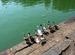 Ducks contemplating a jump @ the Banganga