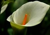 Wild Flower by Dhritimanb.  Tags: Sikkim, Gangtok, himalyan zoological park, flower.