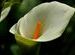 Wild Flower