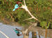 Classic Kingfisher