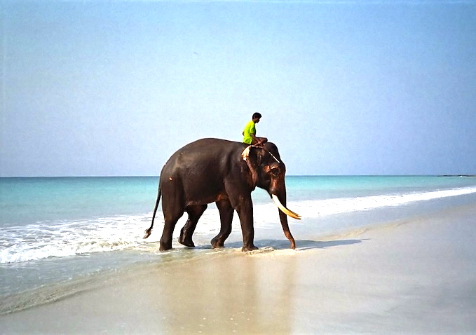 Elephant after Bathing Elephant after Bathing