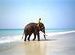 Elephant after Bathing
