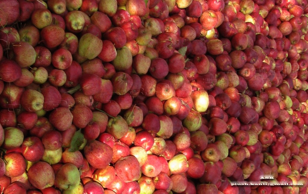 Apple Harvesting, Phahelua Village_Harsil, Uttarkashi, Garhwal
