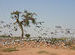 Demoiselle cranes at  Khichan