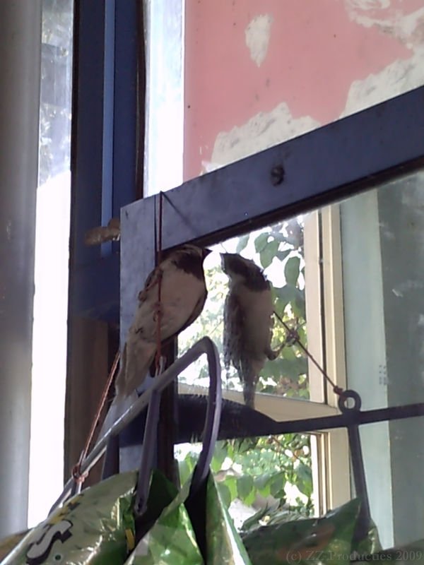 Bird going nuts Bird going nuts