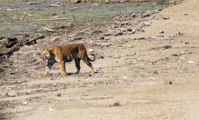 Male tiger crossing beach Male tiger crossing beach