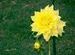 Flower in Red Fort