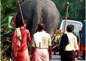 The Mahouts by qasimindia.  Tags: Guruvayur, Thrissur, Kerala, Temples and Monuments.