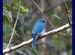 A Verditer Flycatcher. Tungareshwar wildlife sanctuary.