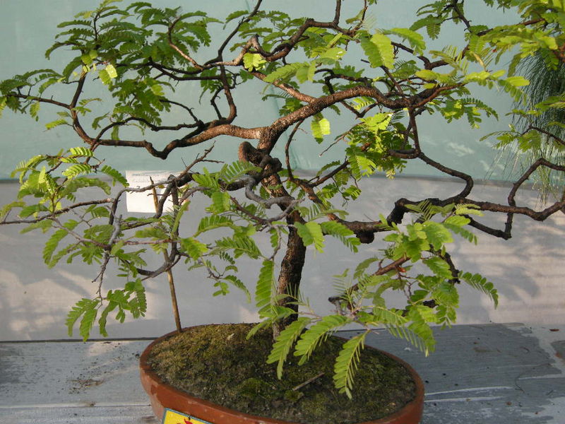Bonsai series,Kolkata. India Travel Forum