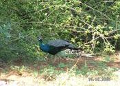 Wildlife in Tirunelveli by Digital Drifter.  Tags: peacock, Wildlife Sanctuaries and National Parks.