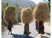 A Bad Hair Day