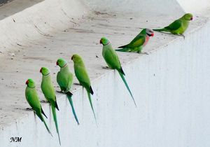 In a row! Rose-ringed Parakeets with a Red-breasted Parakeet!
