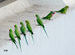 In a row! Rose-ringed Parakeets with a Red-breasted Parakeet!