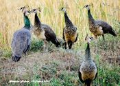 Peafowls (Female) by naveenamohanrao.  Tags: Gujarat, Ahmedabad.