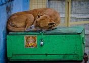 Guarding Treasure  by fotobaba.  Tags: Rajasthan, Jaipur.