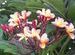 Frangipani in Hyderabad