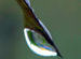 Munnar-early morning dew and reflections of tea gardens