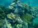 coral neil island
