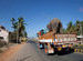 Elephant on the road