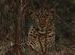 This is my first leopard!