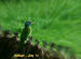 Blue Throated Barbet