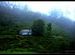 A tea estate near Kothagiri