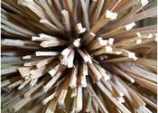 Bamboo Sticks by shahzahid.  Tags: Noida, Uttar Pradesh.