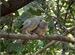 Babblers Cleaning Time