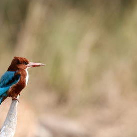 White Breasted Kingfisher: White Breasted Kingfisher White Breasted Kingfisher: White Breasted Kingfisher