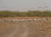 Siberian Crane, Little Rann of Kutch