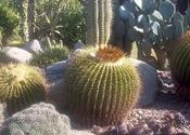 cactus,panchkula,chandigarh by mantru.  Tags: Panchkula, Haryana, Chandigarh.