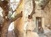 tree through a house