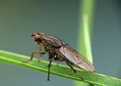 another macro by subhradip.  Tags: West Bengal, Darjeeling, macro.