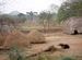 Odishan Odyssey 