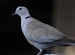 Birds of Bikaner,Thar desert,Rajasthan, India