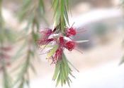 Bottle Brush Plant @ Khajjiar by Swapnil.  Tags: Khajjiar, Himachal Pradesh, Wildlife Sanctuaries and National Parks.