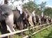 Elephant meet in Trichur.