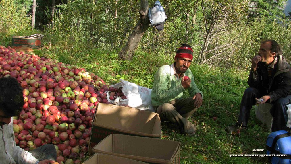Apple Harvesting, Phahelua Village_Harsil, Uttarkashi, Garhwal
