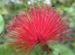 pink flower