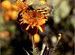 Delo_Flower