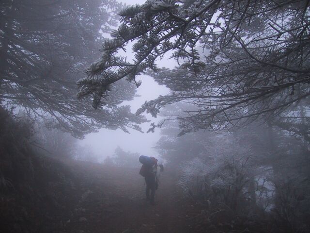 way to sandakphu way to sandakphu
