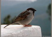 Sparrows by RaviBramha.  Tags: Uttarakhand, Kausani.