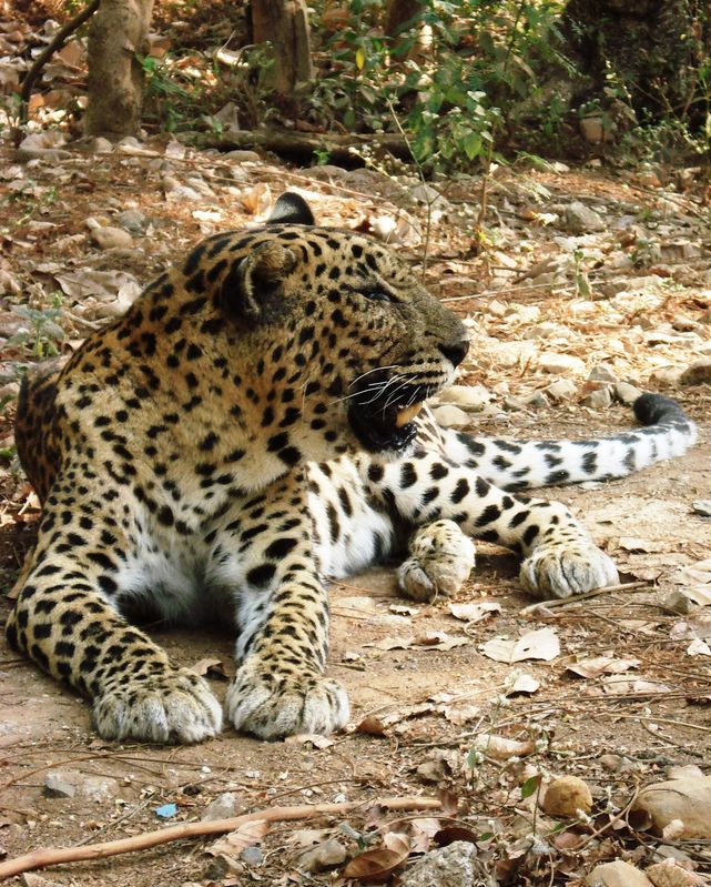 Leopard at Borivali National Park Leopard at Borivali National Park