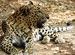 Leopard at Borivali National Park