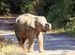 young elephant